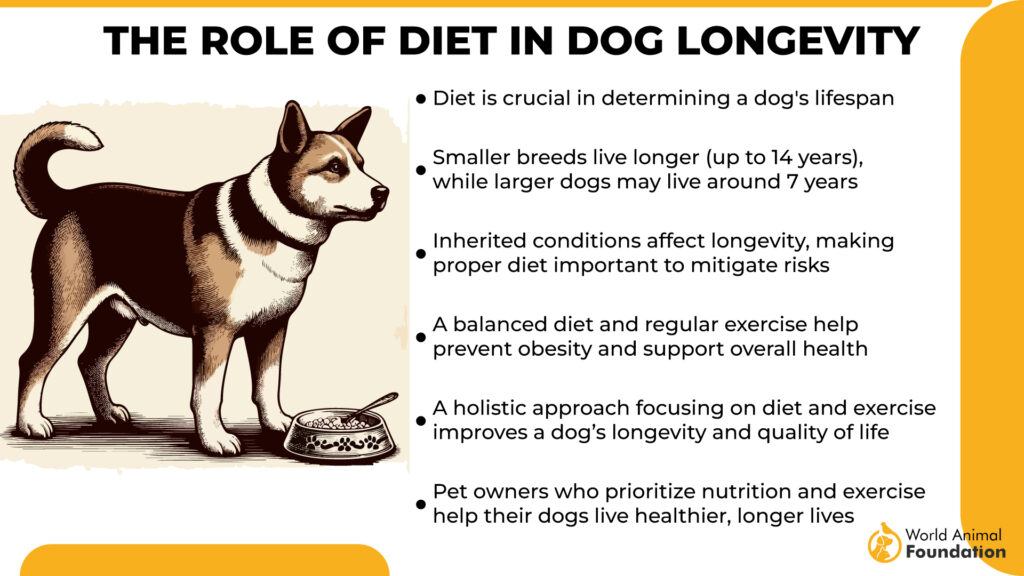 Le rôle de l'alimentation dans la longévité du chien