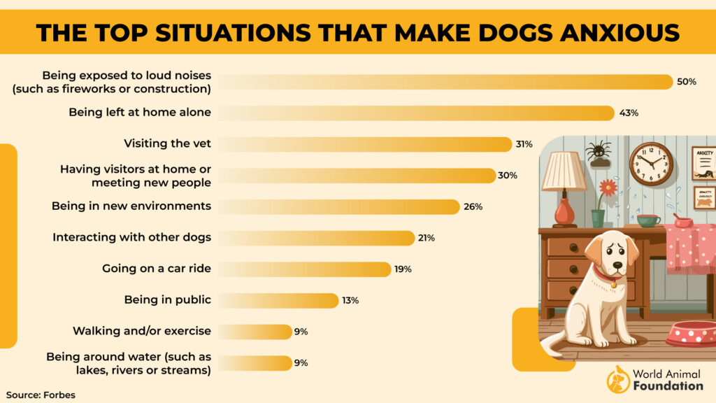 Principales situations qui rendent les chiens anxieux