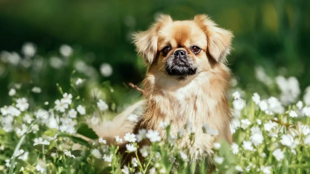 races de chiens les plus distantes