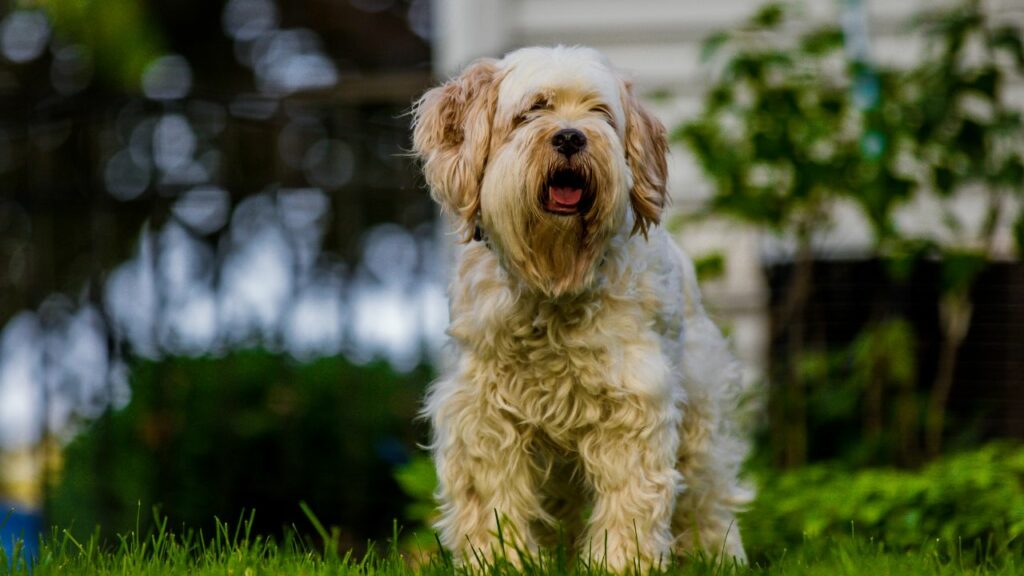 Quelle race de chien est la plus proche d'un loup
