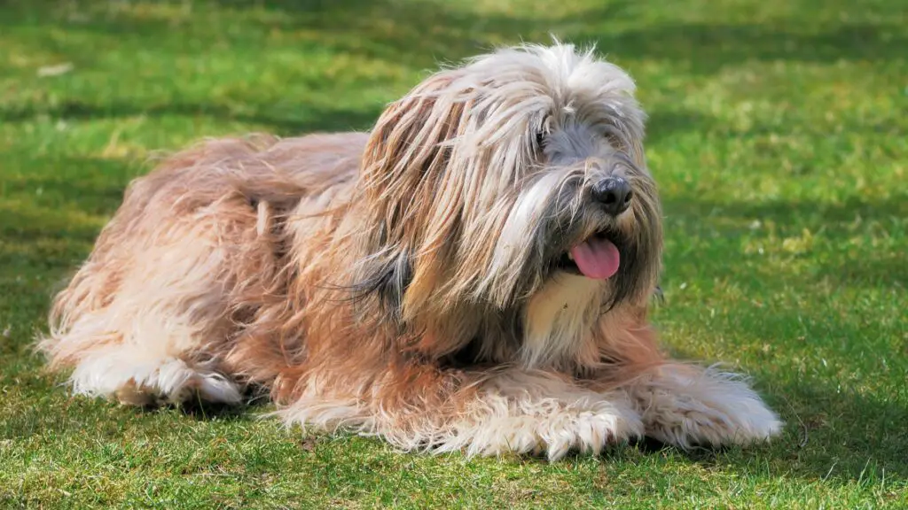 chiens à poils longs
