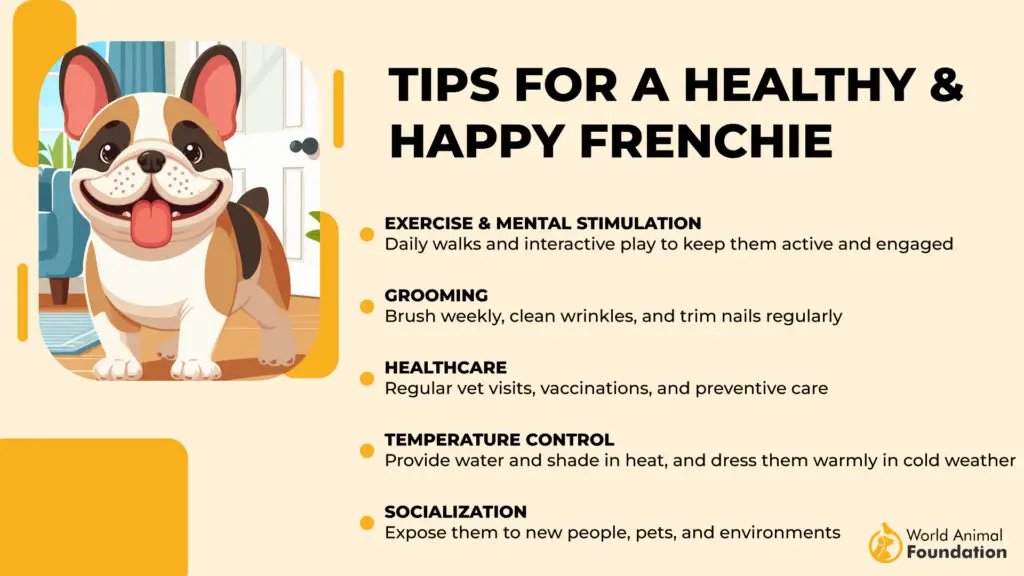 Conseils pour un Frenchie sain et heureux