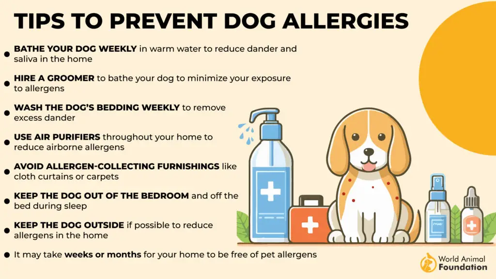 Conseils pour prévenir les allergies aux chiens