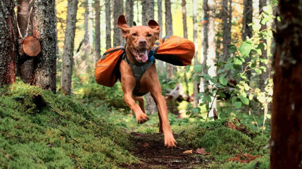 Races de chiens pour la randonnée 