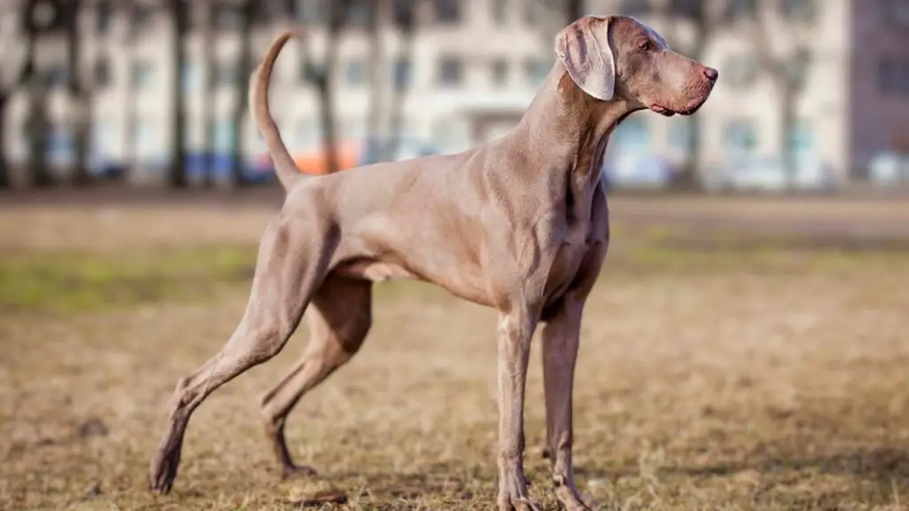 meilleures races de chiens pour courir
