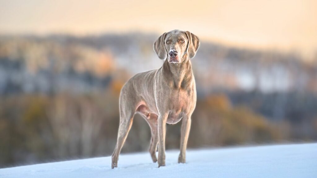 races de chiens tolérantes à la chaleur
