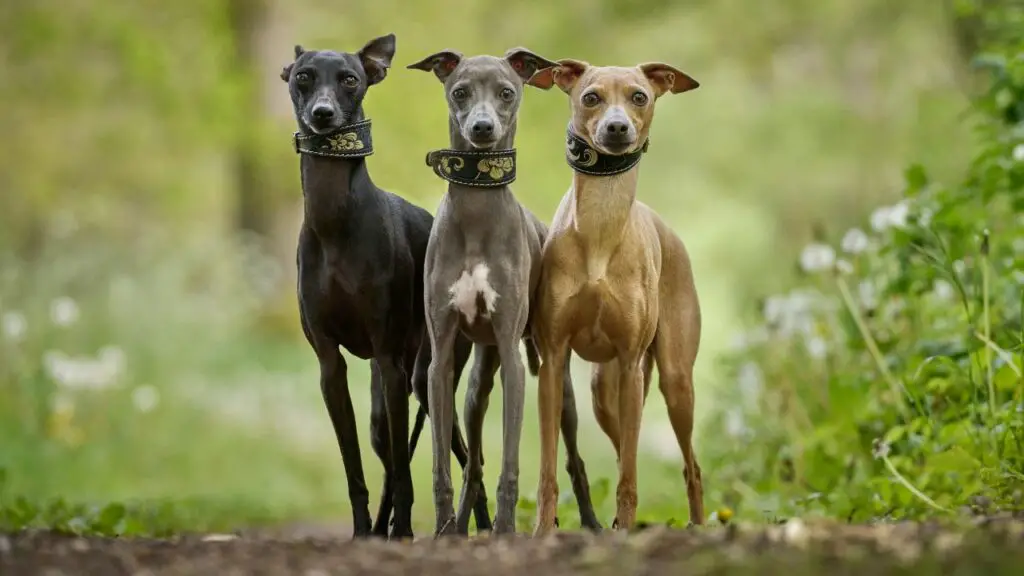 races de chiens trapus
