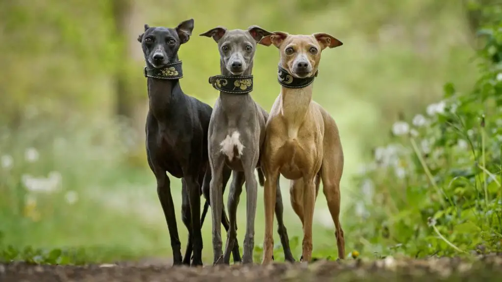 races de chiens timides