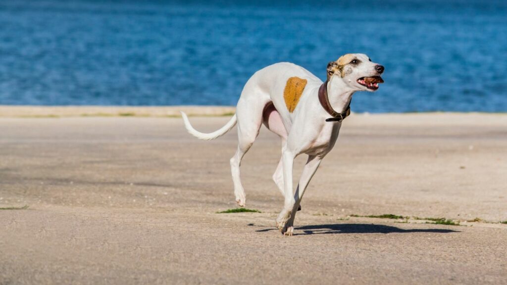 meilleurs chiens pour les climats chauds
