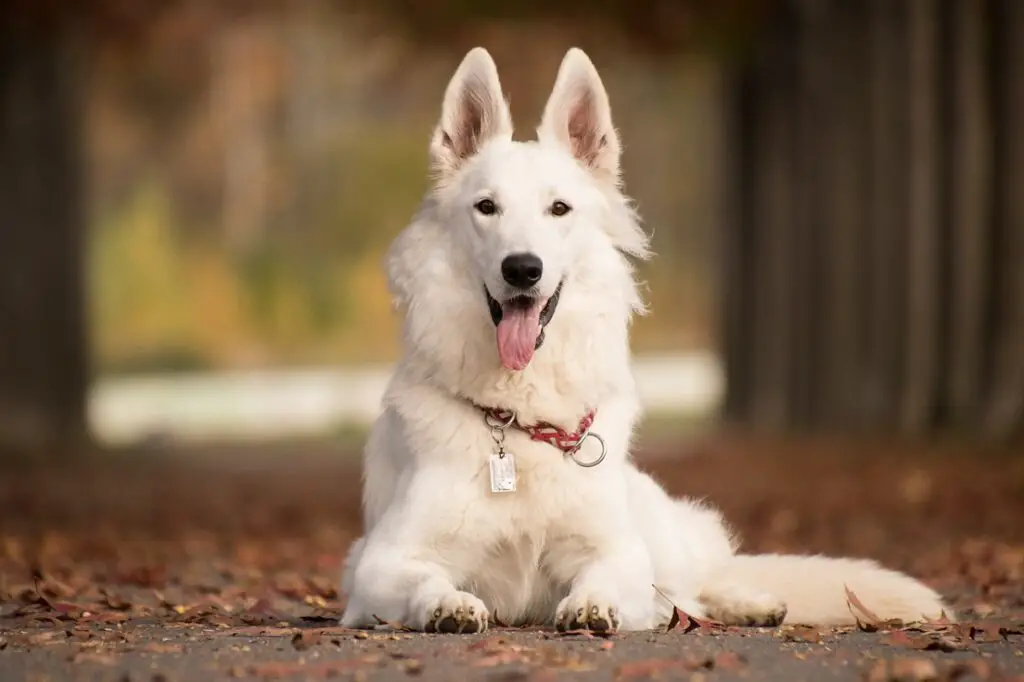 Chien de garde blanc