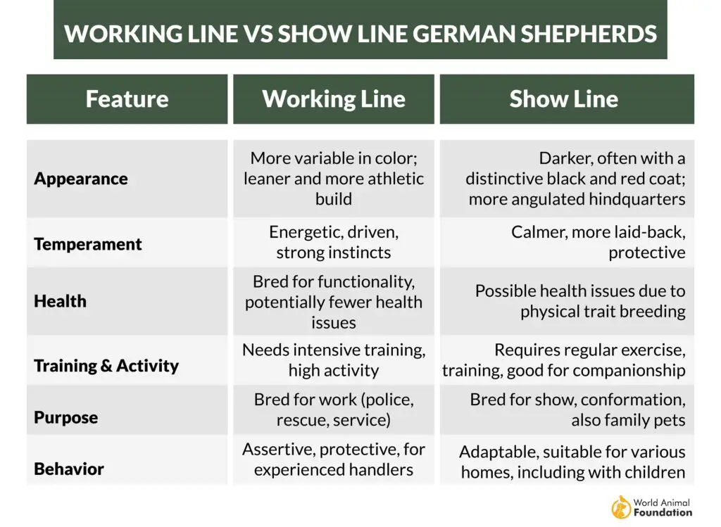 Ligne de travail vs Show Line Bergers allemands-01