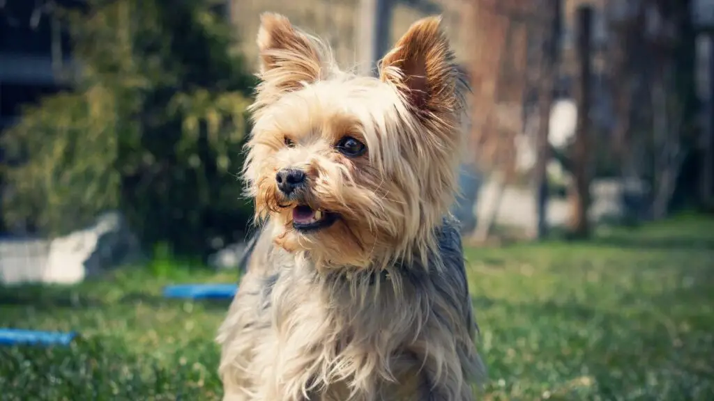 races de chiens avec de mauvaises dents