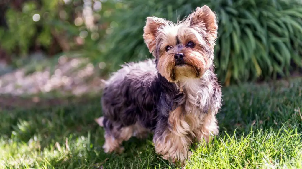 bons chiens pour les petites maisons
