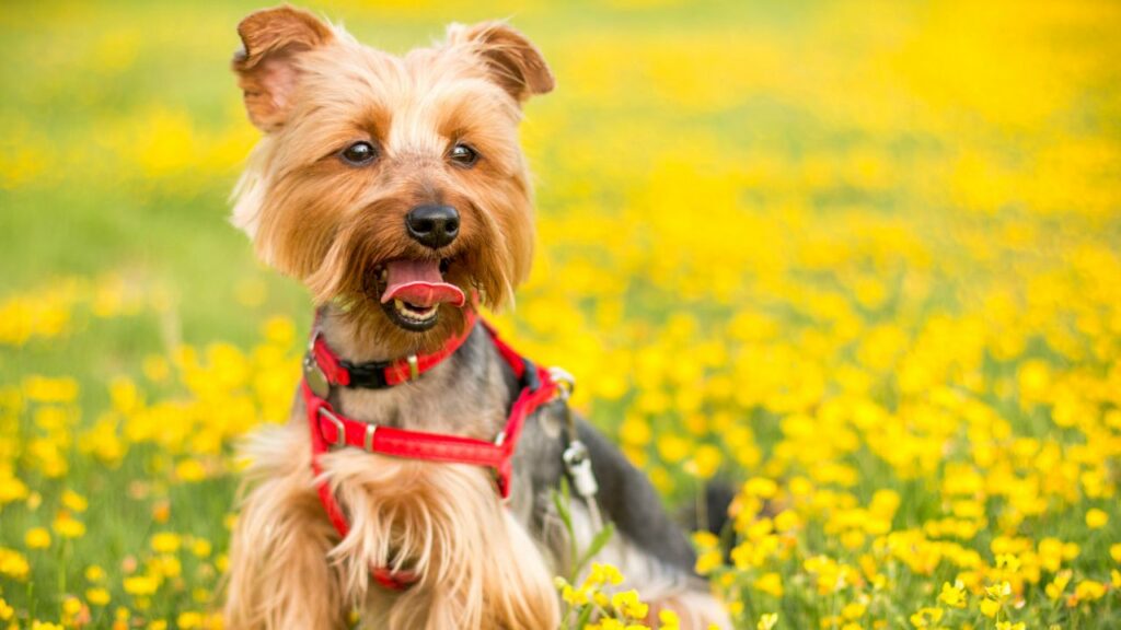 Le chien le plus difficile à manger