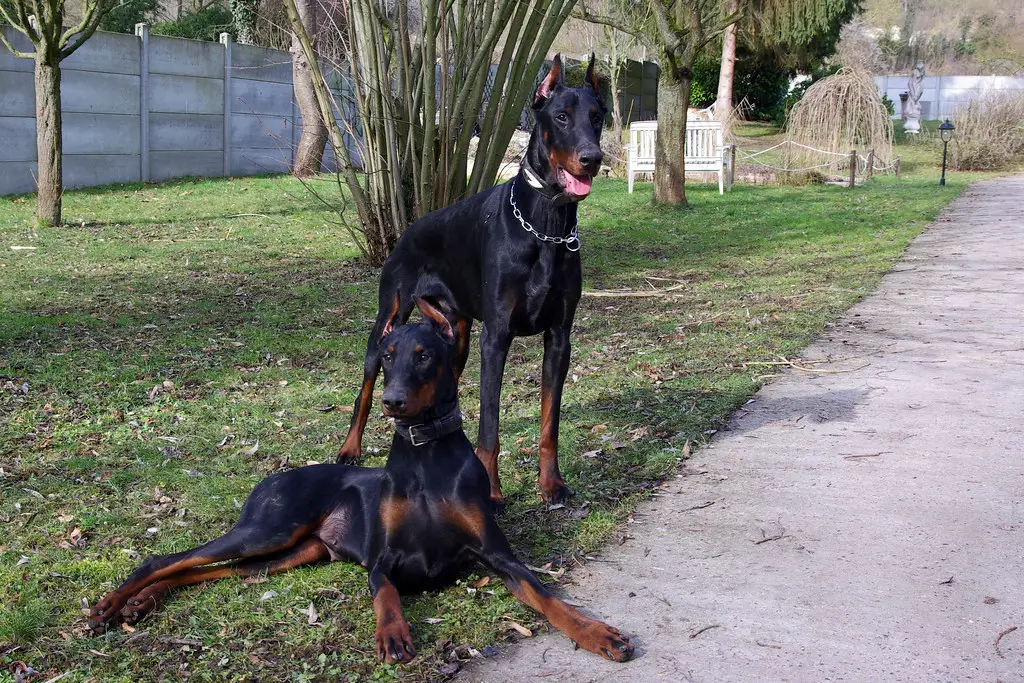 doberman américain vs doberman européen
