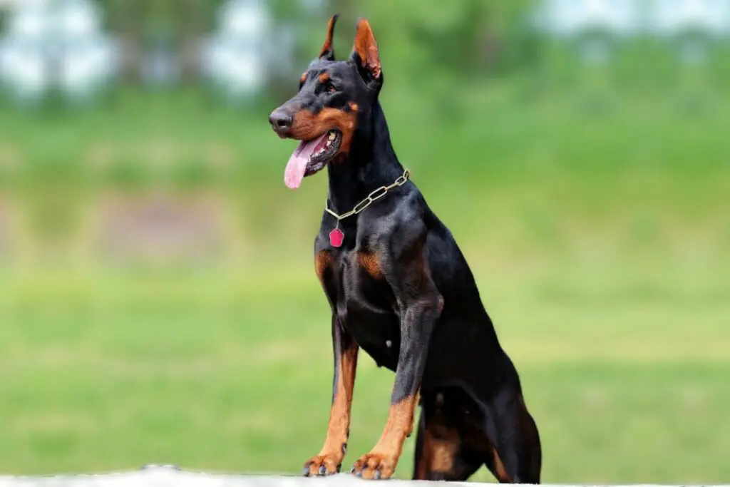 doberman américain
