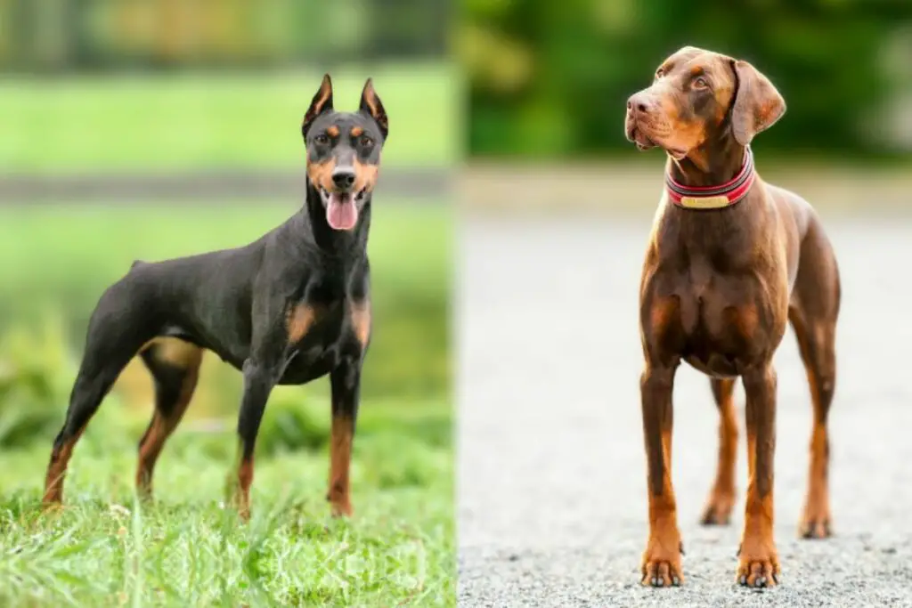 doberman américain contre européen
