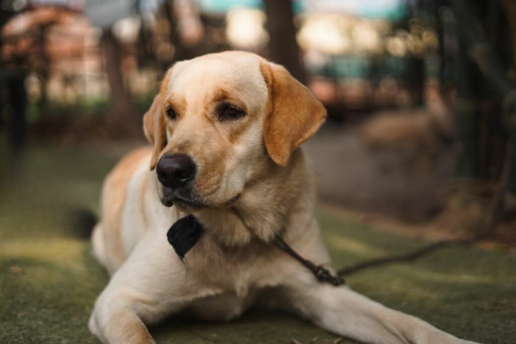 races de chiens antisociales
