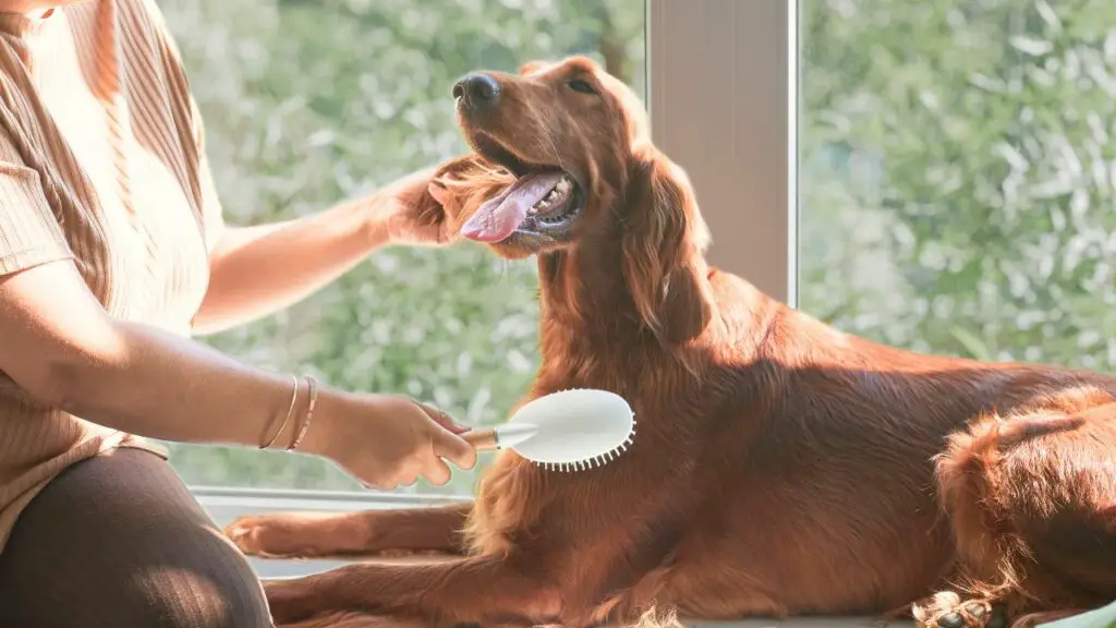 sont des golden retrievers qui perdent énormément