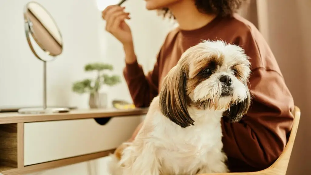 are Shih Tzu lap dog