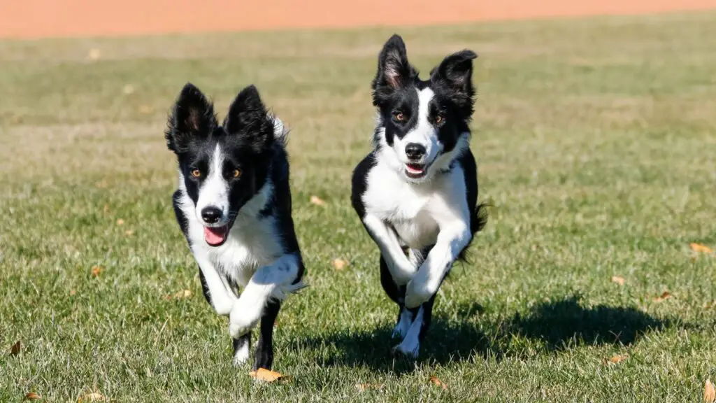 énergie border collie