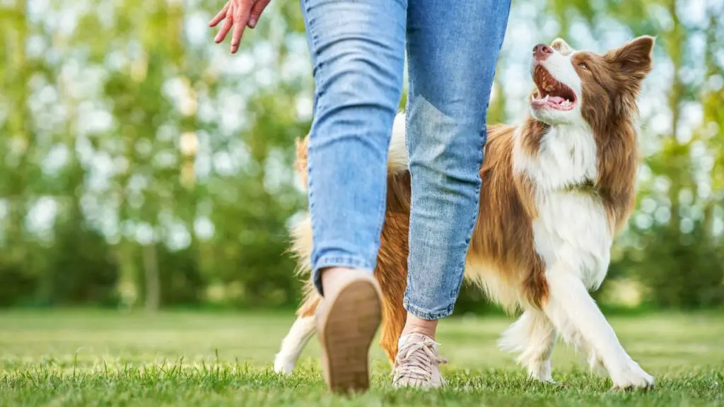 sont-ils amicaux avec les border collies