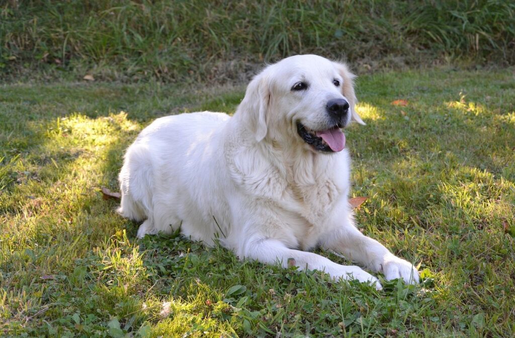 les chiens sont-ils plus protecteurs envers les propriétaires féminins
