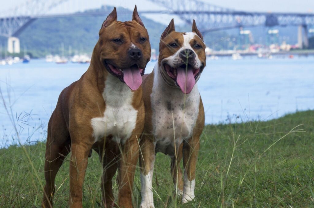 les chiens mâles sont-ils plus protecteurs envers les propriétaires féminines
