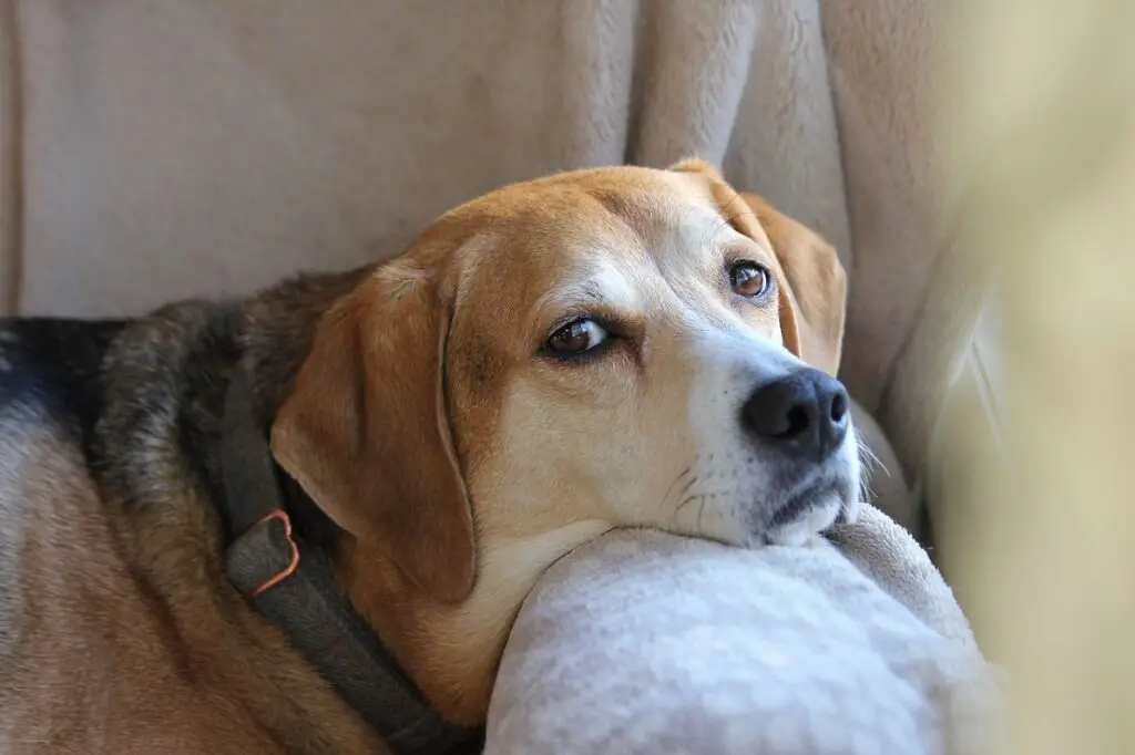 les chiens mâles ou femelles sont-ils meilleurs pour les familles
