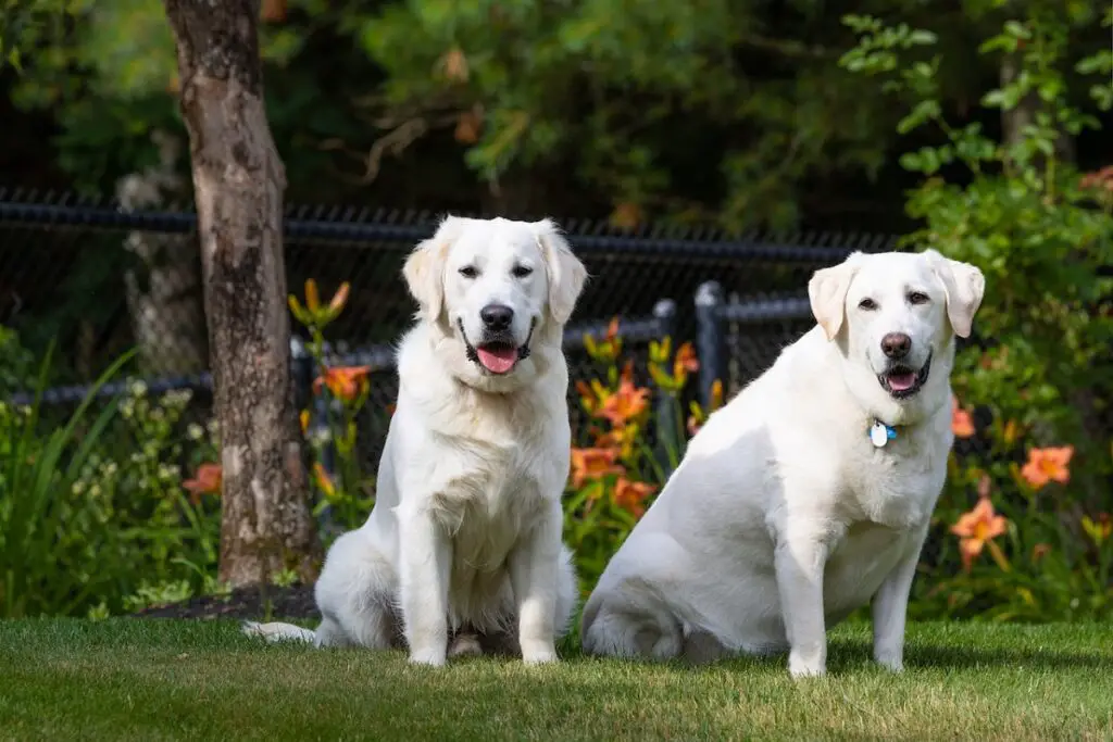 les chiens mâles ou femelles sont-ils de meilleurs chiens de garde
