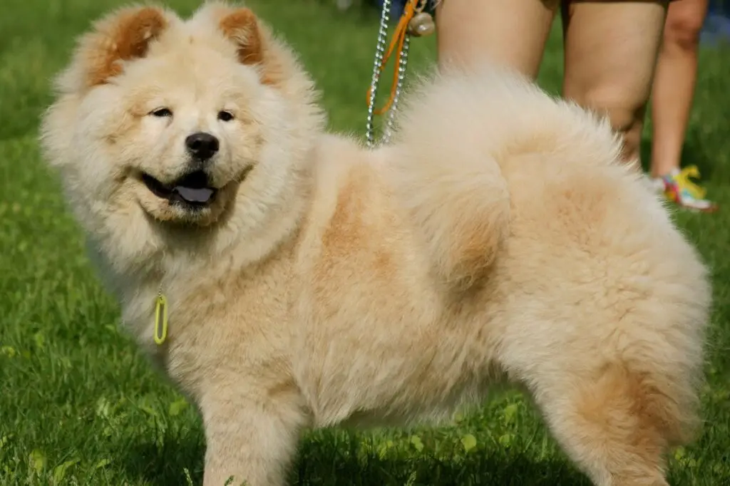 races de chiens de garde asiatiques
