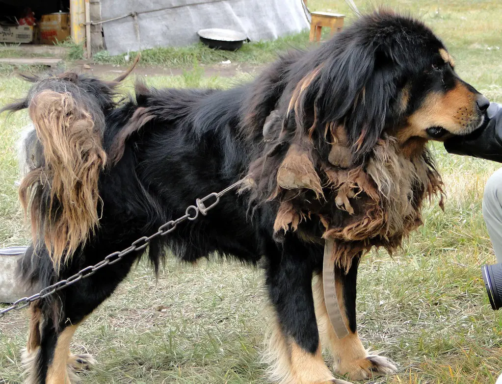 chien de garde asiatique
