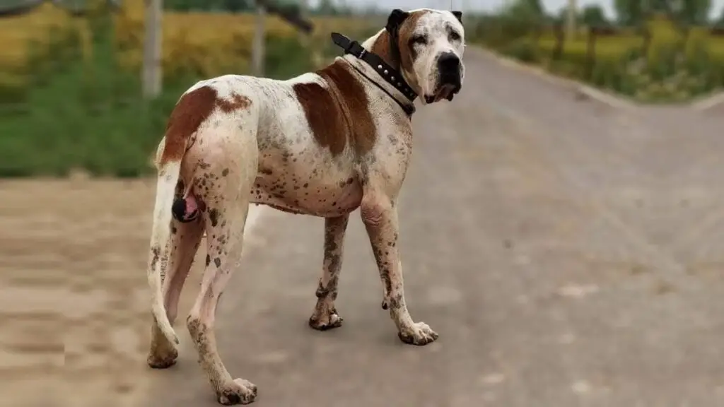 chiens d'apparence asiatique
