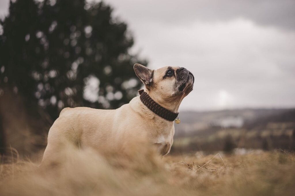 rang de QI du chien
