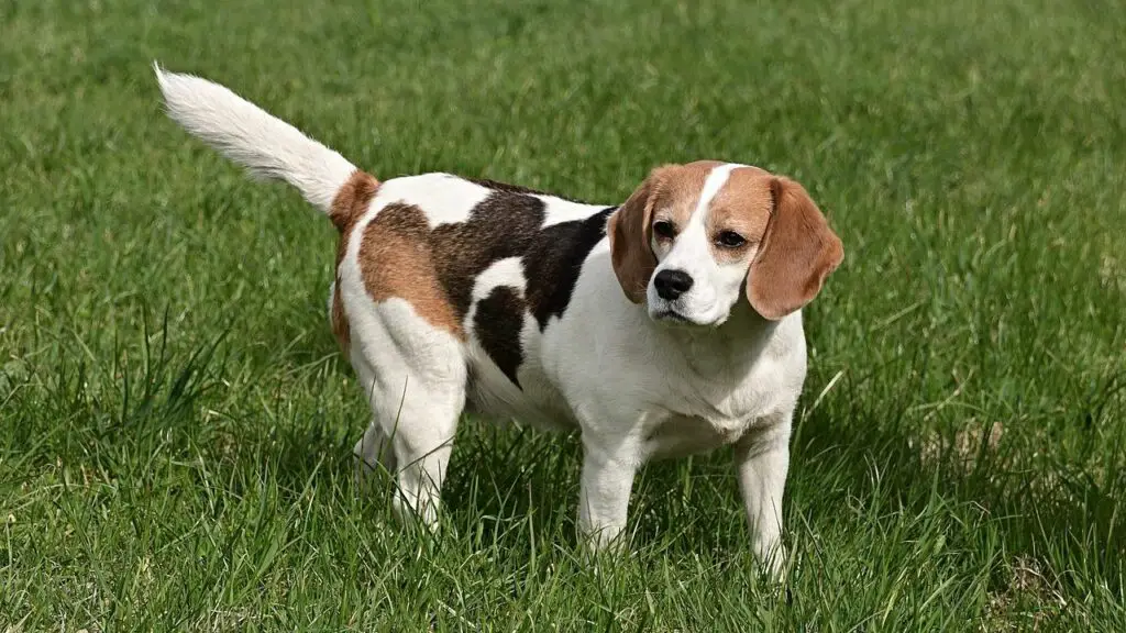 races de chiens traqueurs de cerfs
