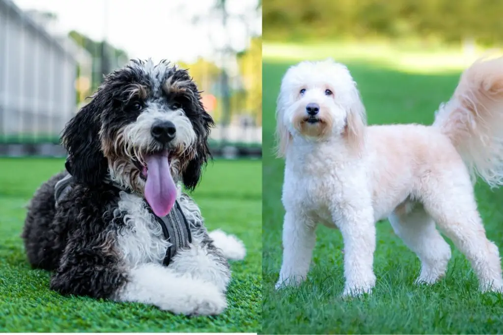 Bernadoodle contre Goldendoodle