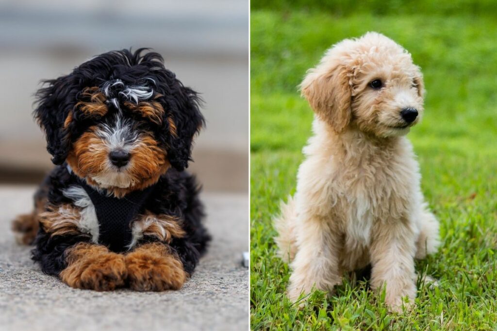 bernedoodle et goldendoodle