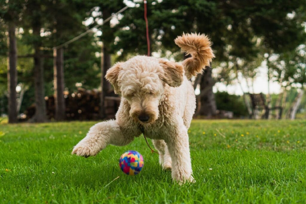 bernedoodle ou goldendoodle