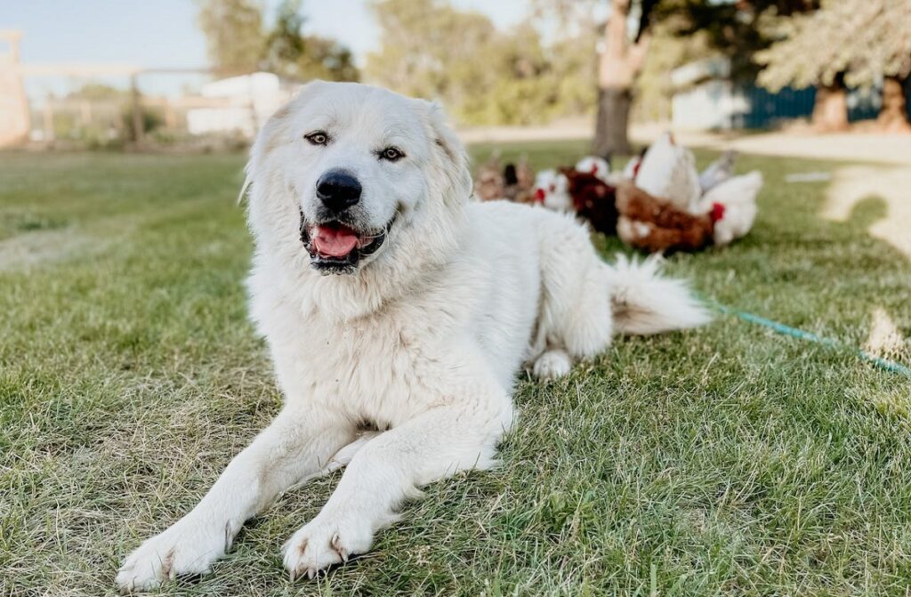 meilleur chien pour la sécurité
