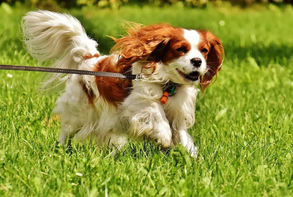 meilleur chien à posséder
