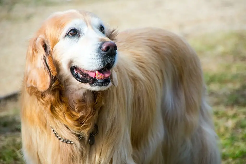 meilleurs chiens pour chats
