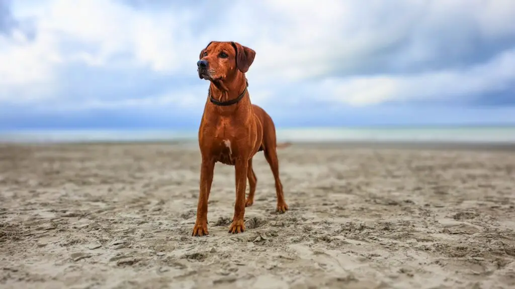 meilleurs chiens pour le climat désertique
