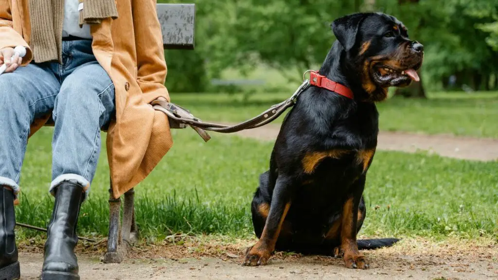 meilleurs chiens pour se protéger