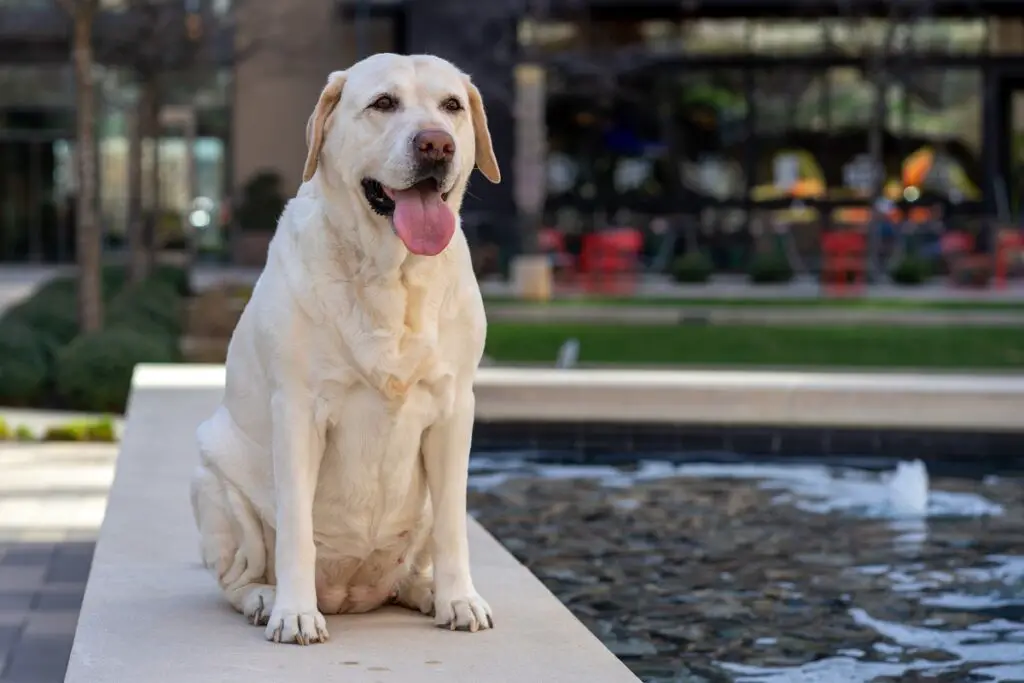 meilleurs chiens à avoir
