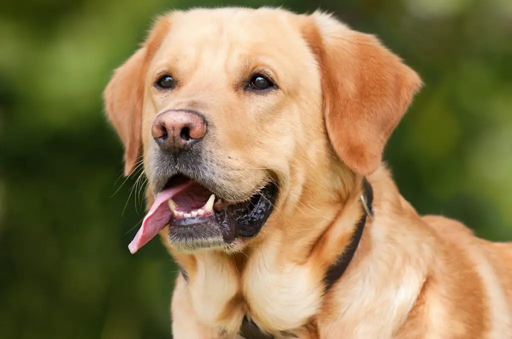 meilleurs chiens avec des chats
