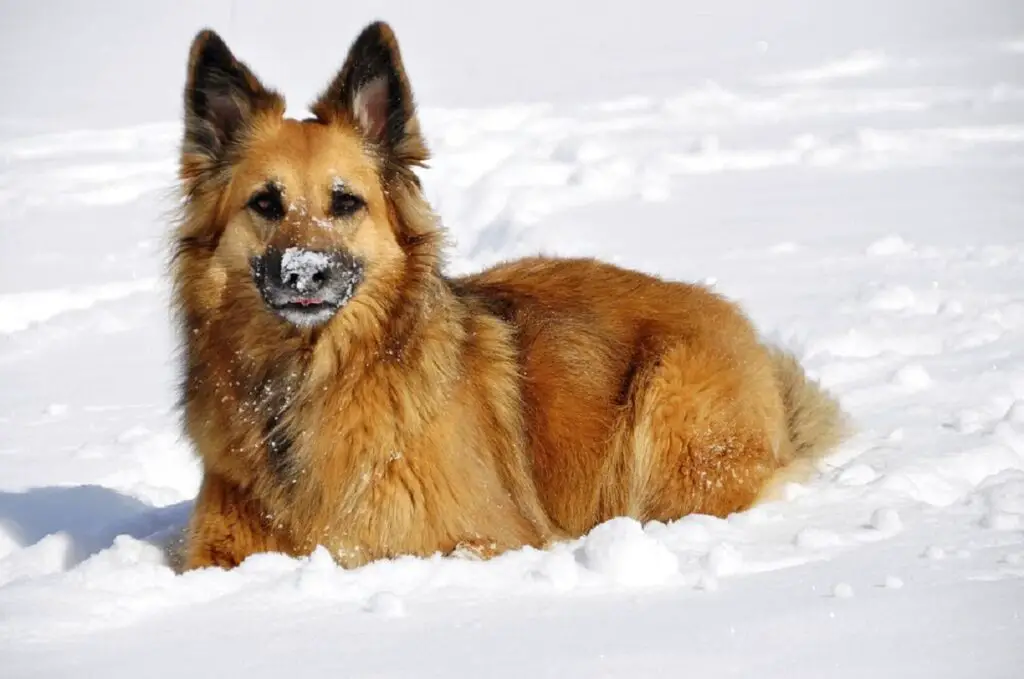 meilleurs chiens de garde par temps froid
