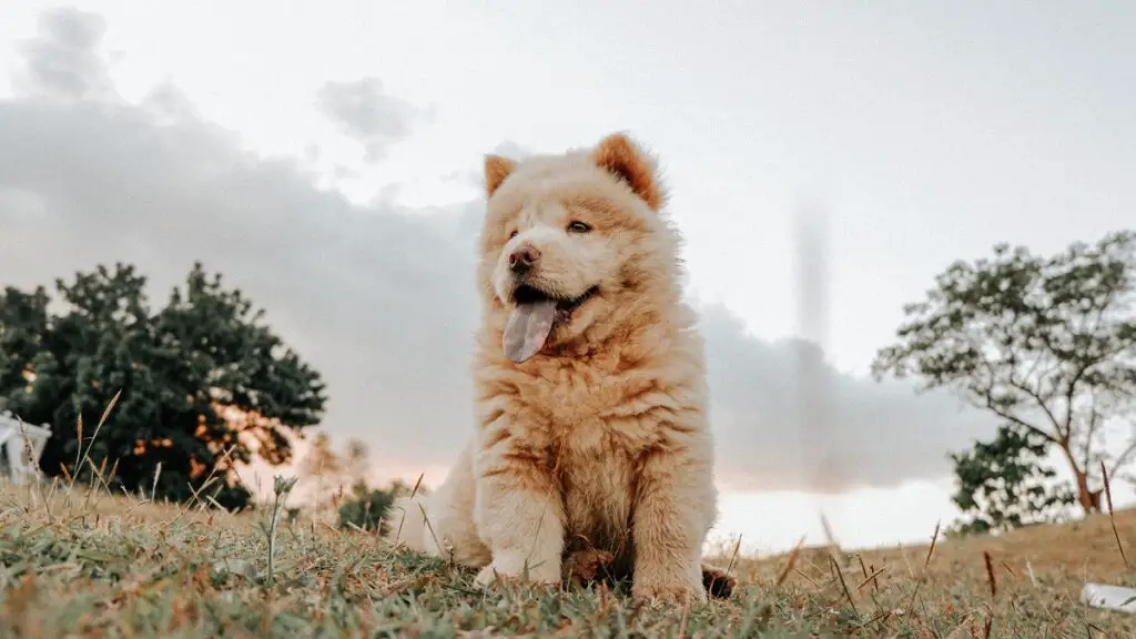 meilleur chien de garde extérieur
