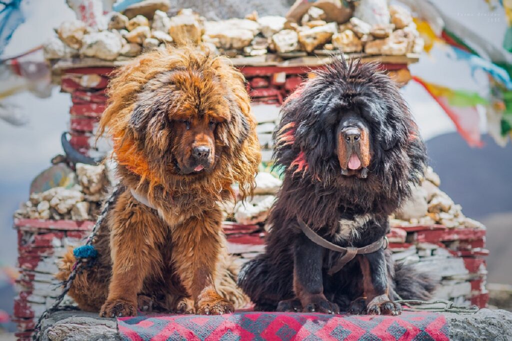 meilleure race de chien d'extérieur
