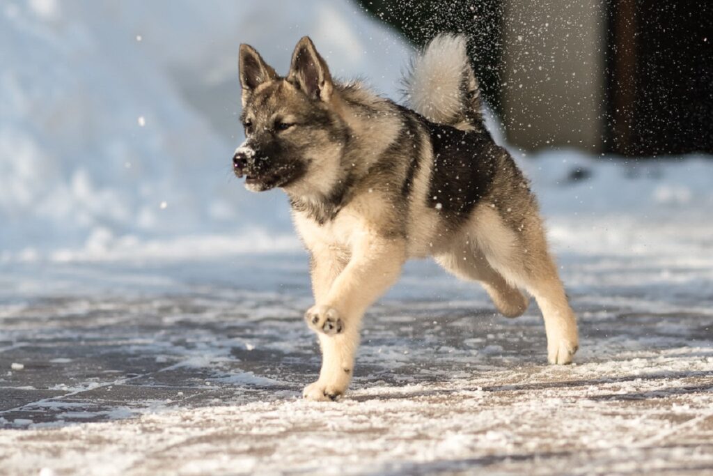 meilleur chien de garde extérieur
