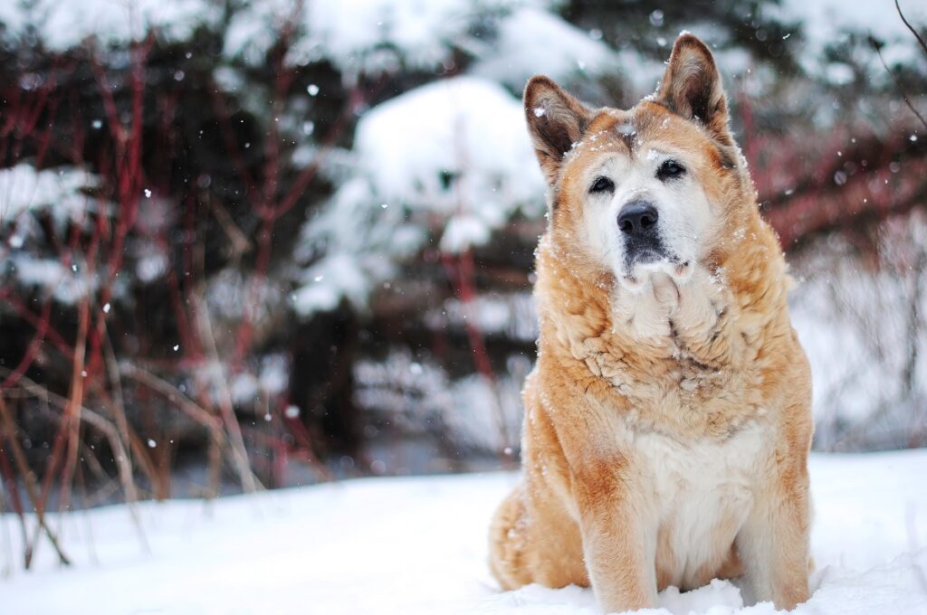 meilleurs chiens de garde extérieurs
